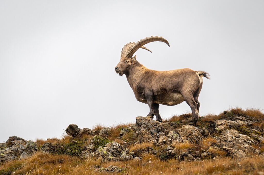 Altai Ibex in Altai mountain range