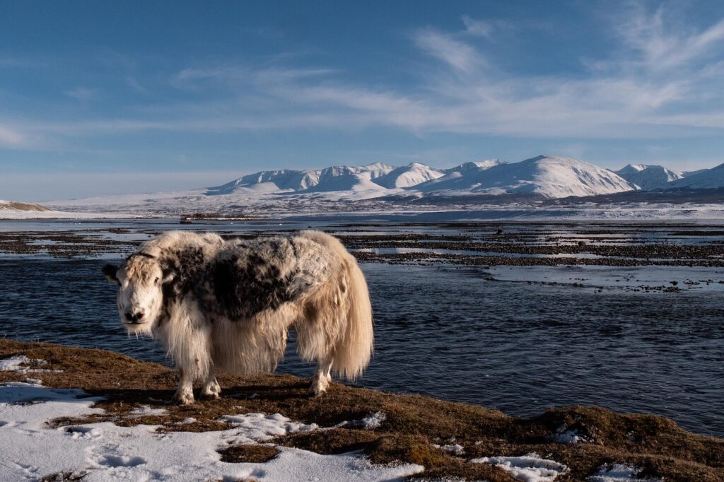 Yak in Eagle Hunters in Altai mountain range